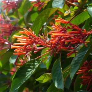 Hamelia Mexican Firebush Live Plant, 2-Pack, 4-8 Inch Tall, Outdoor Shrub - Image 7