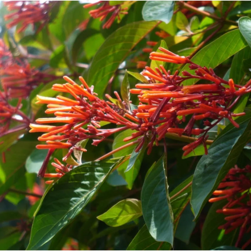 Hamelia Mexican Firebush Live Plant, 2-Pack, 4-8 Inch Tall, Outdoor Shrub - Image 7