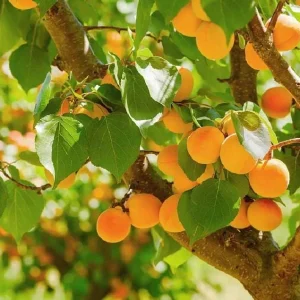 Hardy Apricot Trees – 2 Live Bare Root Plants – Red-Golden Fruit – 1-2 Ft Tall – Outdoor - Image 3