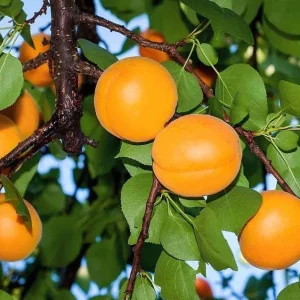 Hardy Apricot Trees – 2 Live Bare Root Plants – Red-Golden Fruit – 1-2 Ft Tall – Outdoor - Image 4