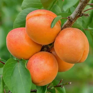 Hardy Apricot Trees – 2 Live Bare Root Plants – Red-Golden Fruit – 1-2 Ft Tall – Outdoor - Image 5