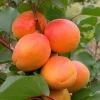 Hardy Apricot Trees – 2 Live Bare Root Plants – Red-Golden Fruit – 1-2 Ft Tall – Outdoor - Image 1