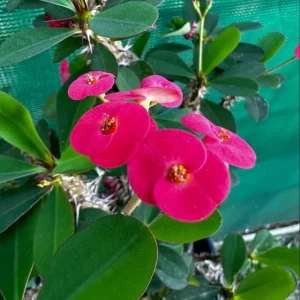 Hardy Crown of Thorn Live Plant - Dark Pink Euphorbia Milii Succulent, 4-6 Inch Tall, Indoor/Outdoor - Image 2