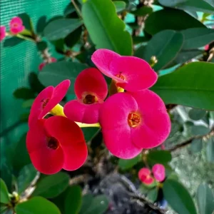 Hardy Crown of Thorn Live Plant - Dark Pink Euphorbia Milii Succulent, 4-6 Inch Tall, Indoor/Outdoor - Image 3