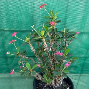 Hardy Crown of Thorn Live Plant - Dark Pink Euphorbia Milii Succulent, 4-6 Inch Tall, Indoor/Outdoor - Image 5