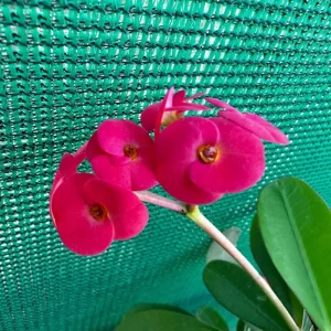 Hardy Crown of Thorn Live Plant - Dark Pink Euphorbia Milii Succulent, 4-6 Inch Tall, Indoor/Outdoor - Image 6