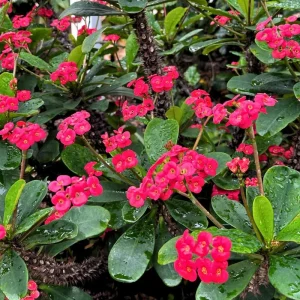 Hardy Crown of Thorn Live Plant - Dark Pink Euphorbia Milii Succulent, 4-6 Inch Tall, Indoor/Outdoor - Image 1