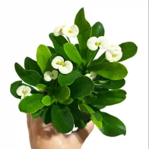 Hardy Crown of Thorn Live Plant White Euphorbia Milii Succulent Cactus 4-6 Inch - Image 3