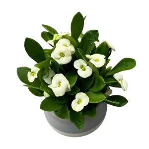 Hardy Crown of Thorn Live Plant White Euphorbia Milii Succulent Cactus 4-6 Inch - Image 4