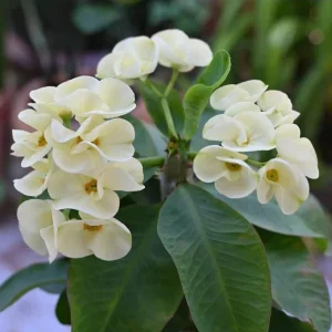 Hardy Crown of Thorn Live Plant White Euphorbia Milii Succulent Cactus 4-6 Inch - Image 5