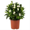 Hardy Crown of Thorn Live Plant White Euphorbia Milii Succulent Cactus 4-6 Inch - Image 1