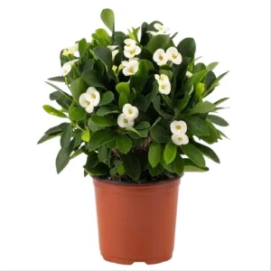 Hardy Crown of Thorn Live Plant White Euphorbia Milii Succulent Cactus 4-6 Inch - Image 1