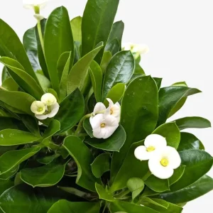 Hardy Crown of Thorn Live Plant White Euphorbia Milii Succulent Cactus 4-6 Inch - Image 6