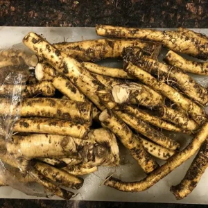 Horseradish Bare Root Plant – Armoracia Rusticana – 4-8 Inch Tall - Image 10