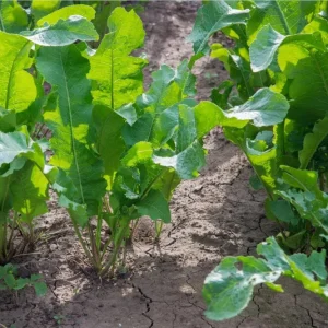 Horseradish Bare Root Plant – Armoracia Rusticana – 4-8 Inch Tall - Image 3