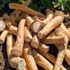 Horseradish Bare Root Plant – Armoracia Rusticana – 4-8 Inch Tall - Image 1