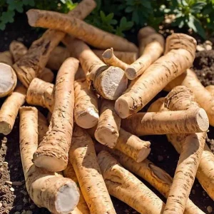 Horseradish Bare Root Plant – Armoracia Rusticana – 4-8 Inch Tall - Image 1