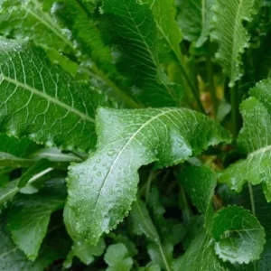 Horseradish Bare Root Plant – Armoracia Rusticana – 4-8 Inch Tall - Image 5