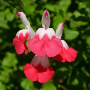 Hot Lips Salvia Live Plant, Pack of 3, 3-6 Inch Tall, Perennial Flowering Herb - Image 2