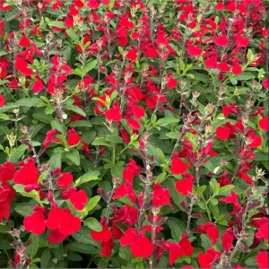 Hot Lips Salvia Live Plant, Pack of 3, 3-6 Inch Tall, Perennial Flowering Herb - Image 3