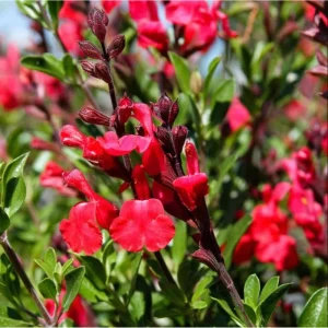Hot Lips Salvia Live Plant, Pack of 3, 3-6 Inch Tall, Perennial Flowering Herb - Image 4