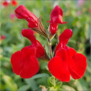 Hot Lips Salvia Live Plant, Pack of 3, 3-6 Inch Tall, Perennial Flowering Herb - Image 5