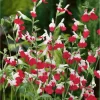 Hot Lips Salvia Live Plant, Pack of 3, 3-6 Inch Tall, Perennial Flowering Herb - Image 1