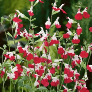 Hot Lips Salvia Live Plant, Pack of 3, 3-6 Inch Tall, Perennial Flowering Herb - Image 1