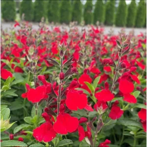 Hot Lips Salvia Live Plant, Pack of 3, 3-6 Inch Tall, Perennial Flowering Herb - Image 6