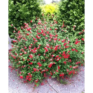 Hot Lips Salvia Live Plant, Pack of 3, 3-6 Inch Tall, Perennial Flowering Herb - Image 7