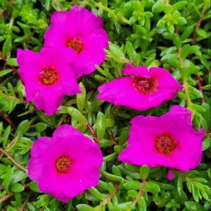 Hot Pink Portulaca Live Starter Plants, 2-Pack, Succulent Flowers, 4-9 Inch Tall, Outdoor - Image 2
