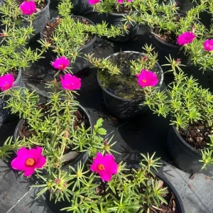 Hot Pink Portulaca Live Starter Plants, 2-Pack, Succulent Flowers, 4-9 Inch Tall, Outdoor - Image 4