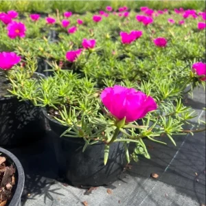 Hot Pink Portulaca Live Starter Plants, 2-Pack, Succulent Flowers, 4-9 Inch Tall, Outdoor - Image 5