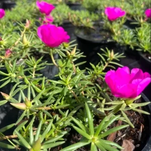 Hot Pink Portulaca Live Starter Plants, 2-Pack, Succulent Flowers, 4-9 Inch Tall, Outdoor - Image 6