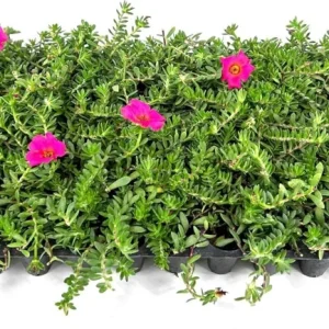 Hot Pink Portulaca Live Starter Plants, 2-Pack, Succulent Flowers, 4-9 Inch Tall, Outdoor - Image 7