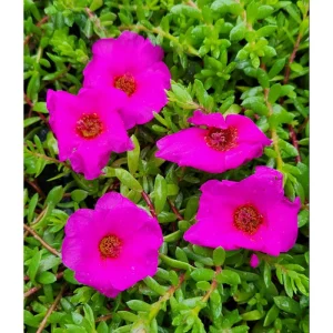 Hot Pink Portulaca Live Starter Plants, Pack of 2, 4-9 Inch Tall, Bright Succulent Flowers - Image 2