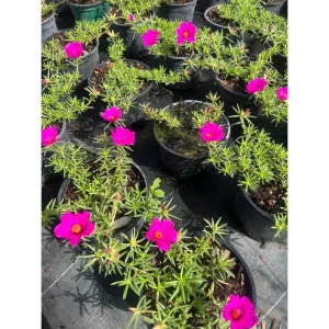Hot Pink Portulaca Live Starter Plants, Pack of 2, 4-9 Inch Tall, Bright Succulent Flowers - Image 3