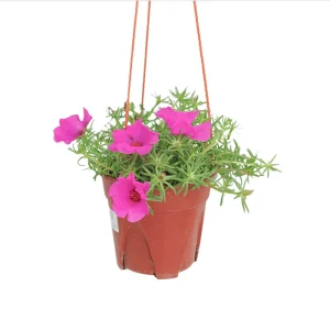 Hot Pink Portulaca Live Starter Plants, Pack of 2, 4-9 Inch Tall, Bright Succulent Flowers - Image 1