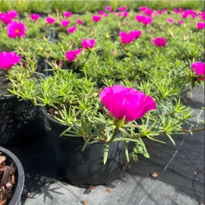 Hot Pink Portulaca Live Starter Plants, Pack of 2, 4-9 Inch Tall, Bright Succulent Flowers - Image 4
