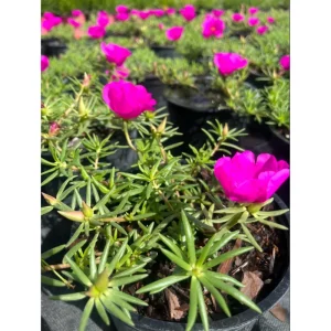 Hot Pink Portulaca Live Starter Plants, Pack of 2, 4-9 Inch Tall, Bright Succulent Flowers - Image 5