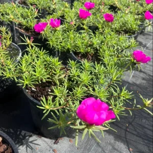 Hot Pink Portulaca Live Starter Plants, Pack of 2, 4-9 Inch Tall, Bright Succulent Flowers - Image 6