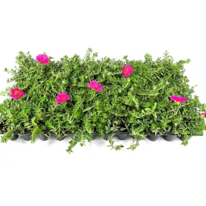 Hot Pink Portulaca Live Starter Plants, Pack of 2, 4-9 Inch Tall, Bright Succulent Flowers - Image 7