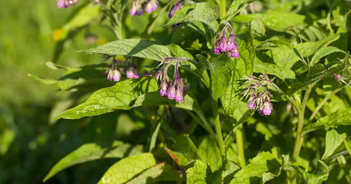 how to identify bocking 14 comfrey
