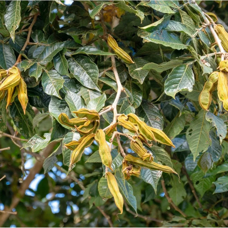 Ice Cream Bean Live Plant - Guaba Fruit Tree 8-10 Inch Tall in Half Gallon Pot - Image 2