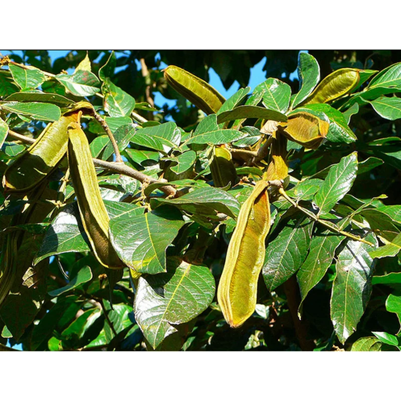 Ice Cream Bean Live Plant - Guaba Fruit Tree 8-10 Inch Tall in Half Gallon Pot - Image 3