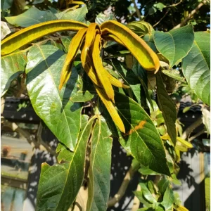 Ice Cream Bean Live Plant - Guaba Fruit Tree 8-10 Inch Tall in Half Gallon Pot - Image 4