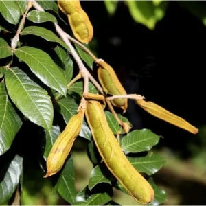 Ice Cream Bean Live Plant - Guaba Fruit Tree 8-10 Inch Tall in Half Gallon Pot - Image 5