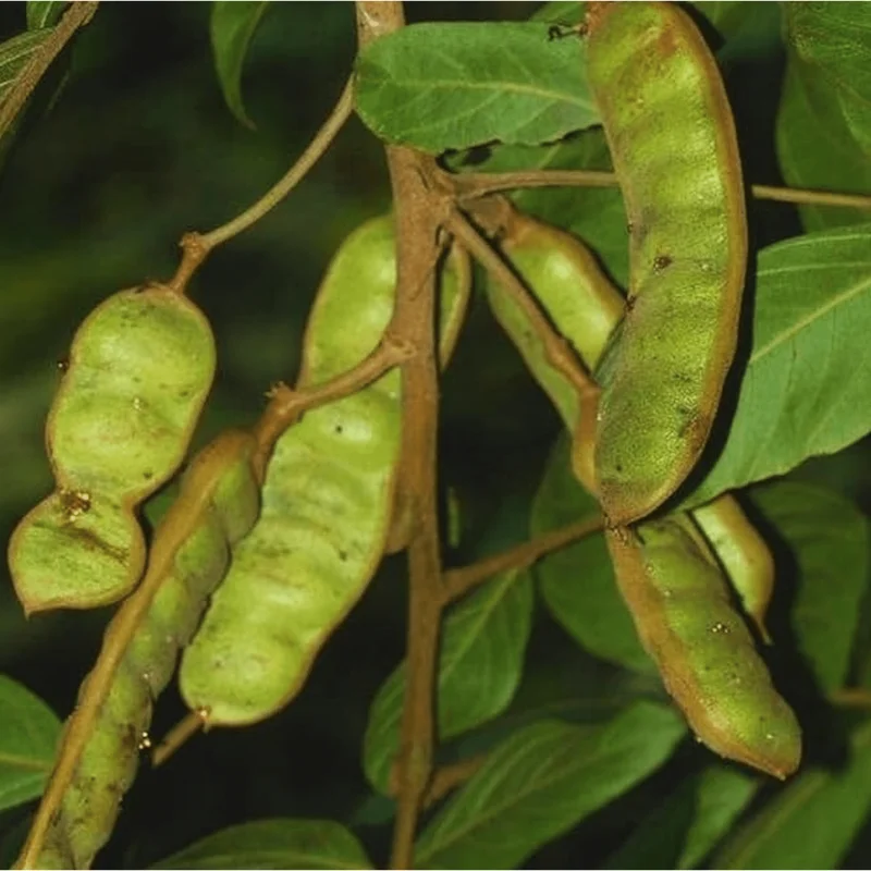 Ice Cream Bean Live Plant - Guaba Fruit Tree 8-10 Inch Tall in Half Gallon Pot - Image 6