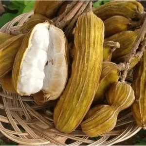 Ice Cream Bean Live Plant - Guaba Fruit Tree 8-10 Inch Tall in Half Gallon Pot - Image 7