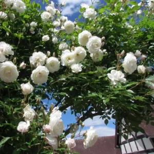 Iceberg Rose Live Plant - White Climbing Rose Bush, 4 to 6 Inch Tall Starter - Image 2